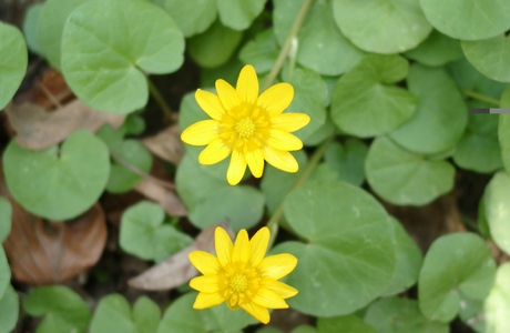Scharbockskraut (Ranunculus ficaria, Ficaria verna) - © Emanuel Trummer